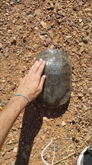 Trachemys scripta scripta