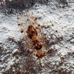 Ectopsocus petersi