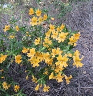 iNaturalist observation photo of southern bush monkeyflower
