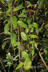 Dioscorea madecassa