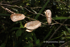 Dioscorea madecassa