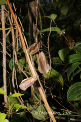 Dioscorea madecassa