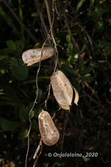 Dioscorea madecassa