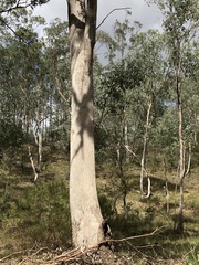 Eucalyptus albens