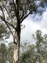 Eucalyptus albens