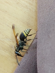 Brachygastra mellifica