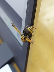 Brachygastra mellifica