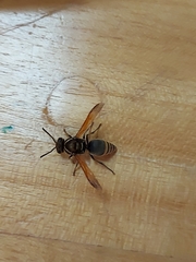 Brachygastra mellifica