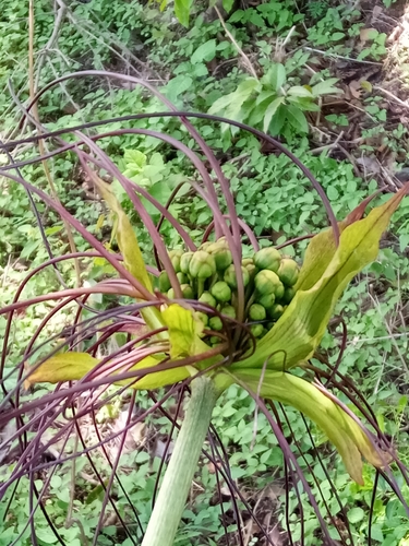 Tacca leontopetaloides image