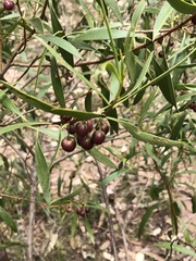 Myoporum montanum