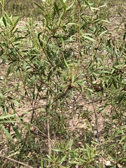 Myoporum montanum