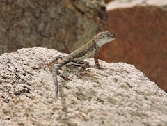 Cophosaurus texanus scitulus