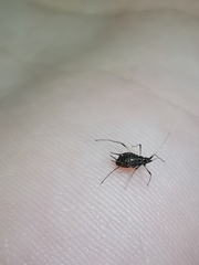 Uroleucon jaceicola