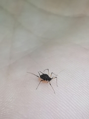 Uroleucon jaceicola