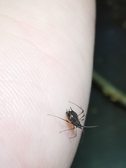 Uroleucon jaceicola