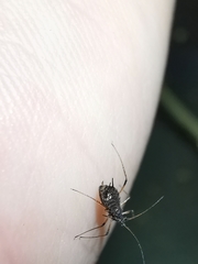 Uroleucon jaceicola