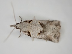 Harmologa amplexana