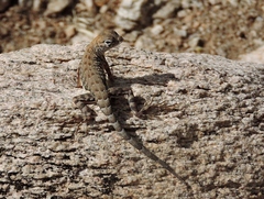 Cophosaurus texanus scitulus