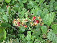 Rubus pinnatus