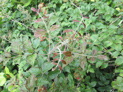 Rubus pinnatus
