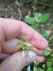 Scutellaria novae-zelandiae