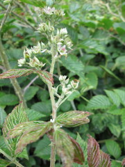 Rubus pinnatus