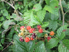 Rubus pinnatus
