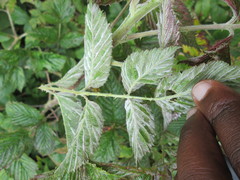 Rubus pinnatus