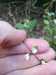 Scutellaria novae-zelandiae