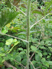 Rubus pinnatus