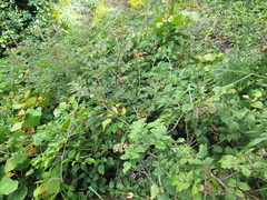 Rubus pinnatus