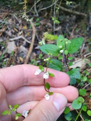 Scutellaria novae-zelandiae