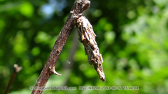 Acanthopsyche nigraplaga