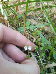 Scutellaria novae-zelandiae
