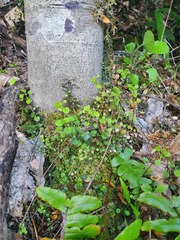 Scutellaria novae-zelandiae