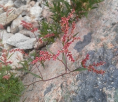 Persicaria angustifolia
