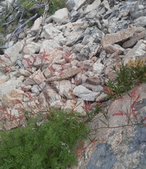 Persicaria angustifolia