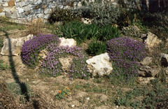 Aubrieta hybrida