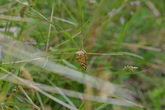 Dasyuris partheniata