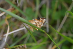 Dasyuris partheniata