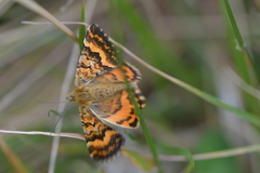 Dasyuris partheniata