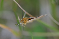 Dasyuris partheniata