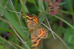 Dasyuris partheniata