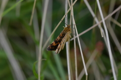 Dasyuris partheniata