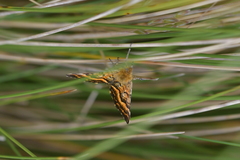 Dasyuris partheniata