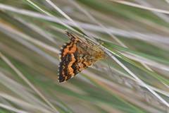 Dasyuris partheniata