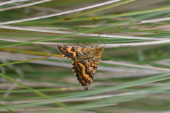 Dasyuris partheniata