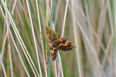 Dasyuris partheniata