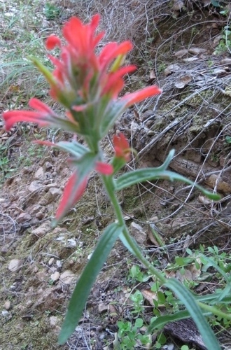 iNaturalist observation photo of Coast Paintbrush