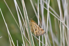 Dasyuris partheniata